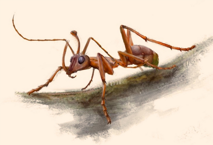 Адские муравьи