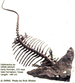 Diplocaulus — причудливый представитель группы Lepospondyli с головой в форме бумеранга. Изображение с сайта www.dmns.org