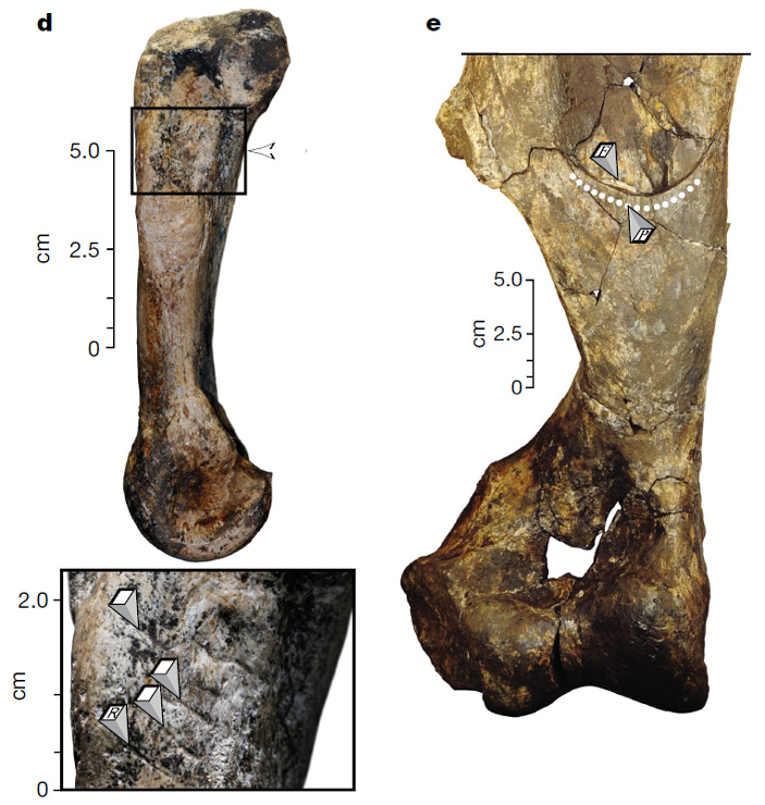 Рис. 3. Пястная кость носорога с параллельными прямыми царапинами от каменных орудий