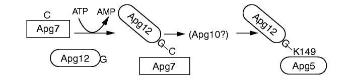 Комплекс белков APG12 и APG5