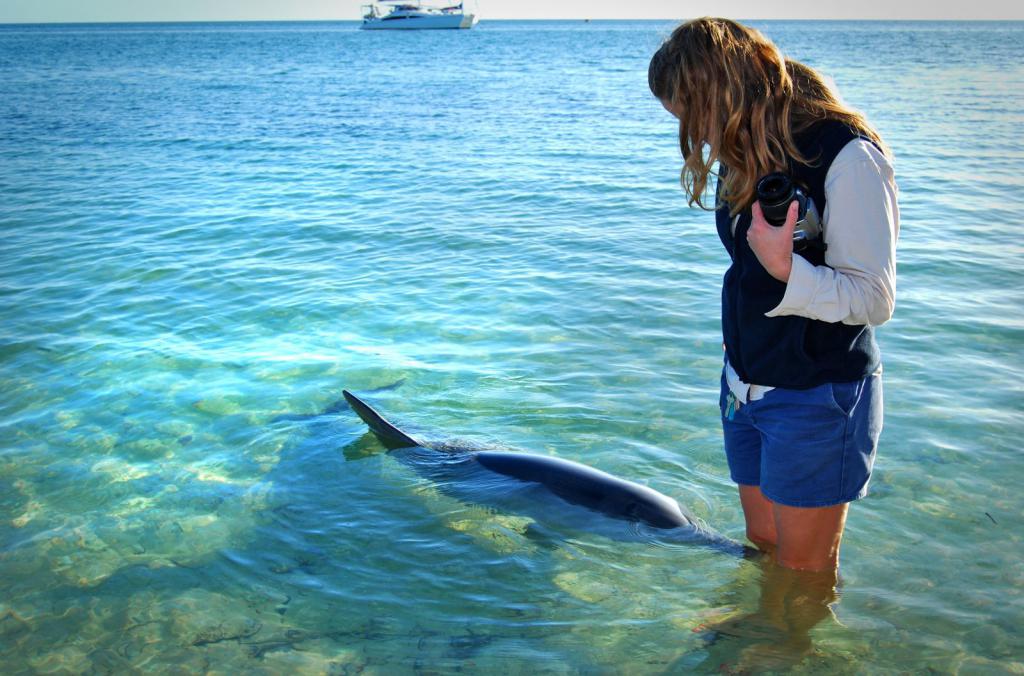нападение дельфинов на людей