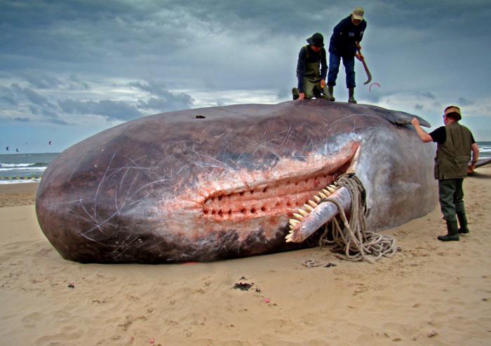крупнейший зубатый кит