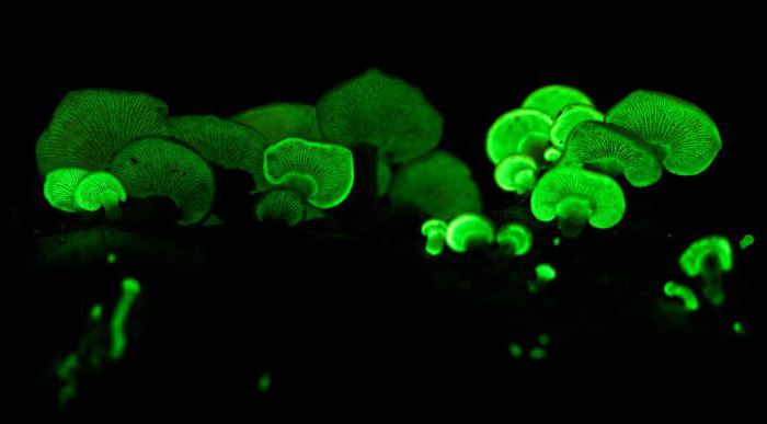 светящиеся грибы фото 
