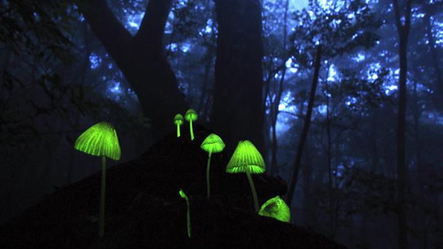 грибы светящиеся в темноте