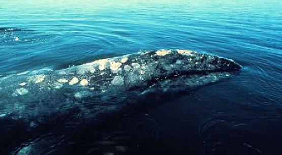 вымирающие виды китов