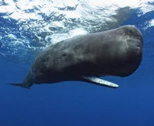 сколько видов китов