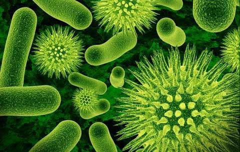 какие бывают бактерии виды и названия 