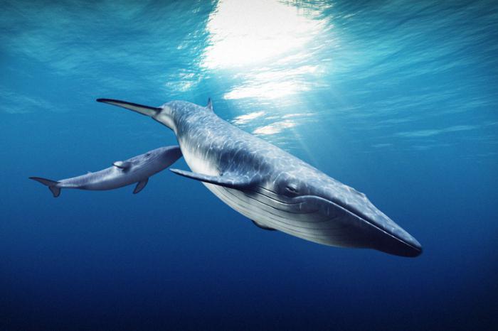 Усатый кит: зубы.