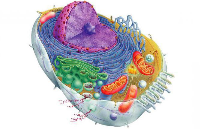 биология клетки
