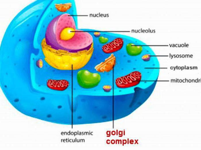 биология состав клетки