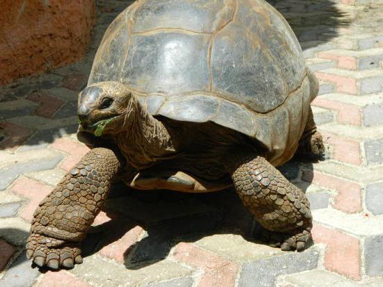 живут черепахи 300 лет 