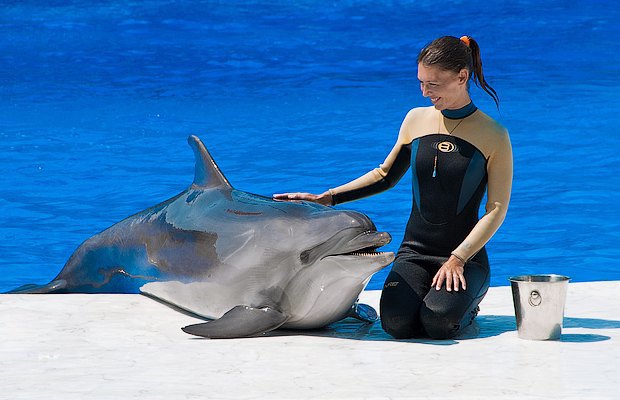 Правда ли дельфины
такие умные?. Изображение № 2.
