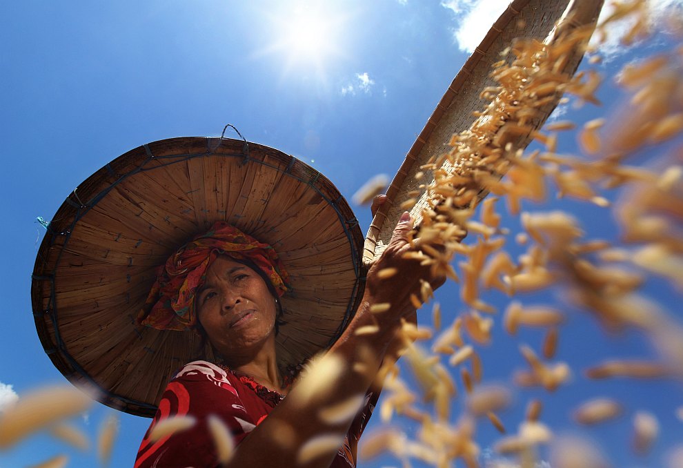Сбор риса в Индонезии
