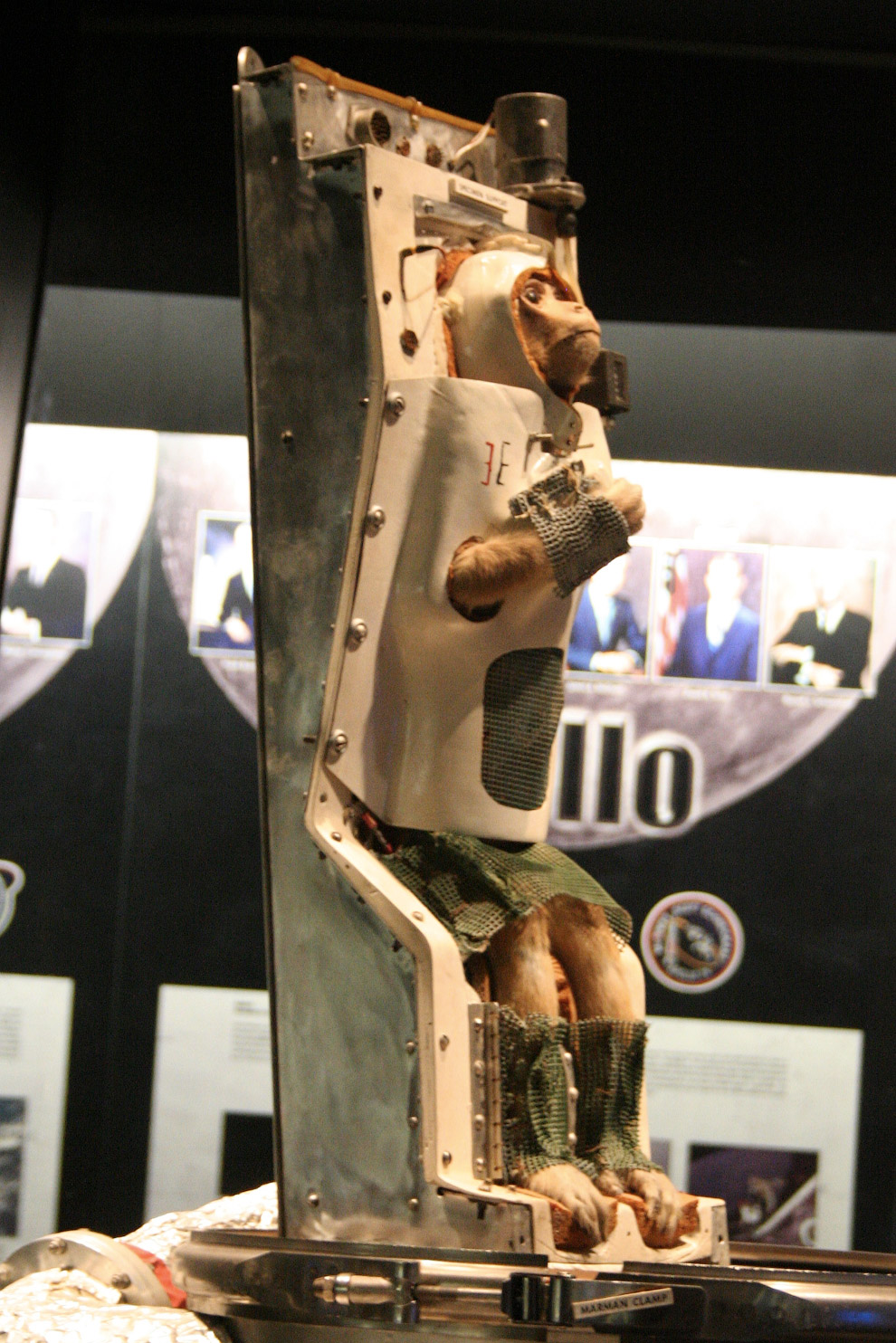 Чучело Эйбл выставлено в Национальном музее воздухоплавания и космоса Смитсоновского института