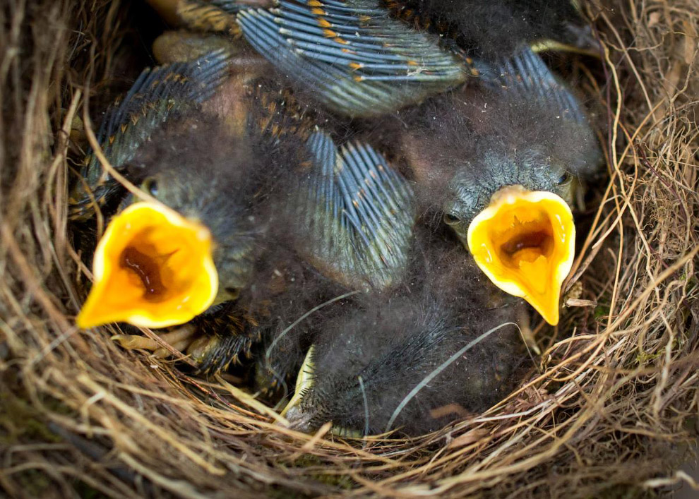 Малиновки ждут родителей в гнезде