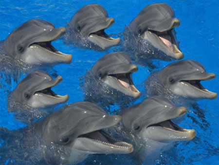 дельфины - самые умные животные