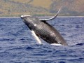Горбатый кит © Wikimedia Commons