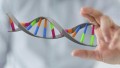 Биологи научились включать произвольные гены при помощи РНК