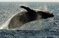 Горбатый кит © AP Photo/Reed Saxon