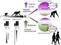 Предполагаемые нейрохимические основы эволюции социального поведения гоминид и других обезьян