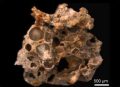 Окаменелые пузырьки кислорода и цианобактерий из фосфатированных бактериальных матов возрастом 1,6 млрд лет ©Stefan Bengtson