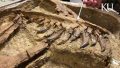 Останки тираннозавра, найденные в Монтане © David Burnham/KU Lawrence