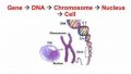 Клеточное ядро содержит хромосомы в своём ДНК © slideplayer.com