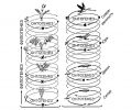 Рис. 1. Эволюционный процесс, слагающийся из переходящих друг в друга жизненных циклов. В качестве примеров выбрано происхождение сосудистых растений (слева) и происхождение птиц (справа). В данном случае онтогенез можно считать синонимом жизненного цикла, а филогенез — синонимом эволюции. Рисунок Вальтера Циммермана (Walter Zimmermann)