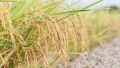 Генномодифицированный рис увеличил количество урожая на треть
