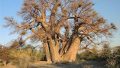 Баобаб Чапмэн, дерево возрастом в 1300 лет, погибшее в 2016 году © Patrut et al. / Nature Plants 2018