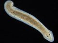 Плоский червь Dugesia subtentaculata © Eduard Solà/Wikimedia Commons