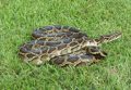 Python bivittatus © U.S. Fish and Wildlife Service Headquarters/Wikimedia Commons