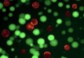 Биоинженеры в UC Davis создали искусственные клетки,   которые имитируют некоторые свойства живых клеток © Cheemeng Tan, UC Davis