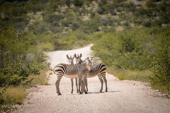 зебры в намибии