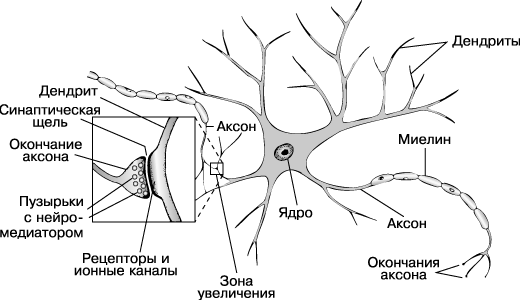 НЕРВНЫЕ КЛЕТКИ мозга передают импульсы от аксона одной клетки к дендриту другой через очень узкую синаптическую щель; эта передача осуществляется с помощью химических нейромедиаторов.