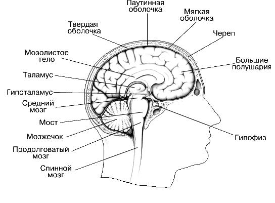 ГОЛОВНОЙ МОЗГ ЧЕЛОВЕКА характеризуется высоким развитием больших полушарий; они составляют более двух третей его массы и обеспечивают такие психические функции, как мышление, научение, память. На этом поперечном срезе показаны и другие крупные структуры мозга: мозжечок, продолговатый мозг, мост и средний мозг.