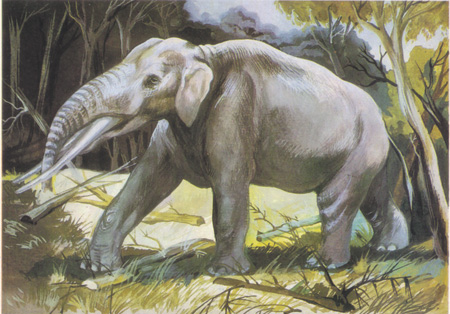 Гомфотерий, примитивный мастодонт, живший около 20 миллионов лет назад.	Художник И. Неверова, 1986. Почтовая открытка