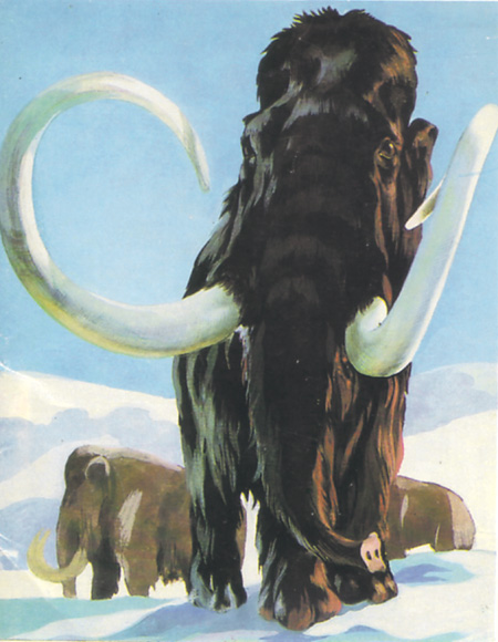 Шерстистый мамонт еще 10 тысяч лет назад был хозяином на севере Евразии.	Художник И. Чеверова, 1986. Почтовая открытка