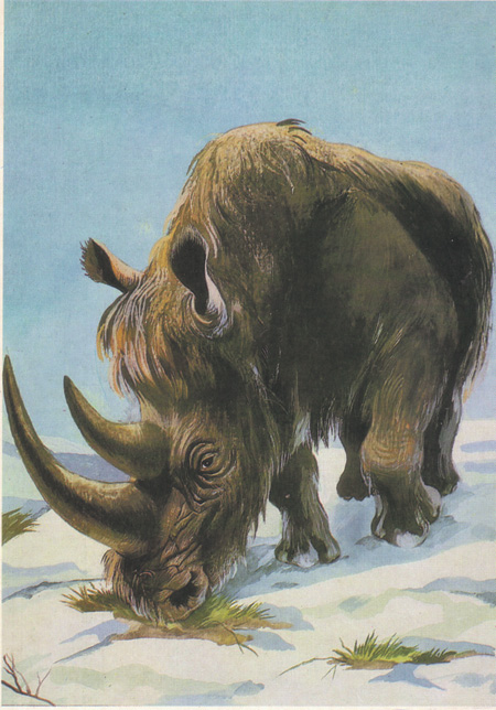 Шерстистый носорог, одно из известнейших животных Ледникового периода, важный компонент мамонтовой фауны.	Художник И. Неверова, 1986. Почтовая открытка