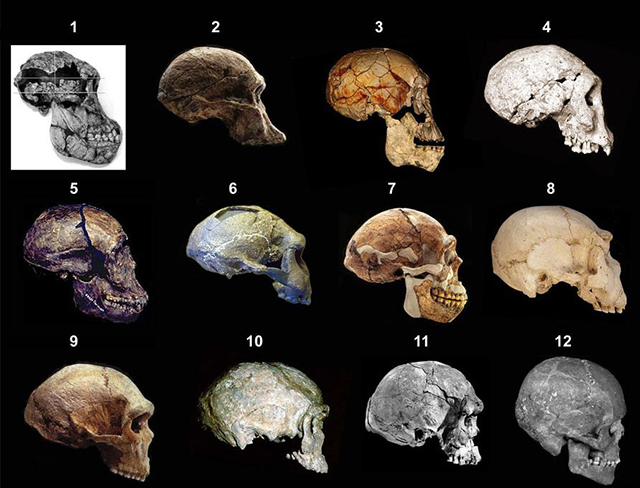 Эволюция человеческого черепа