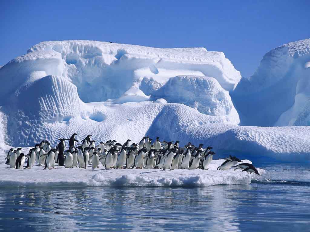 Природа Антарктики