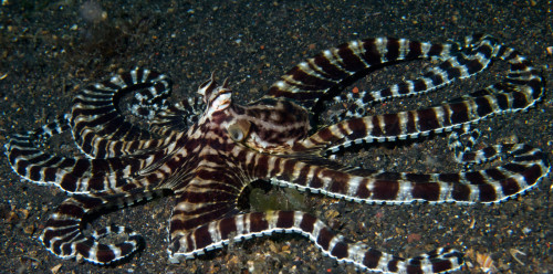 Мимический индонезийский осьминог