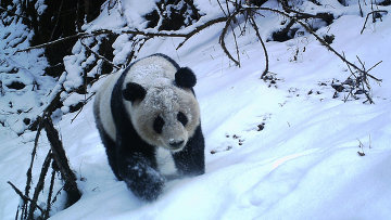 Панда в заповеднике Волун в зимний сезон