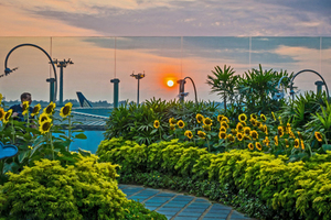 Sunflower Garden inside of the Singapore Changi Airport