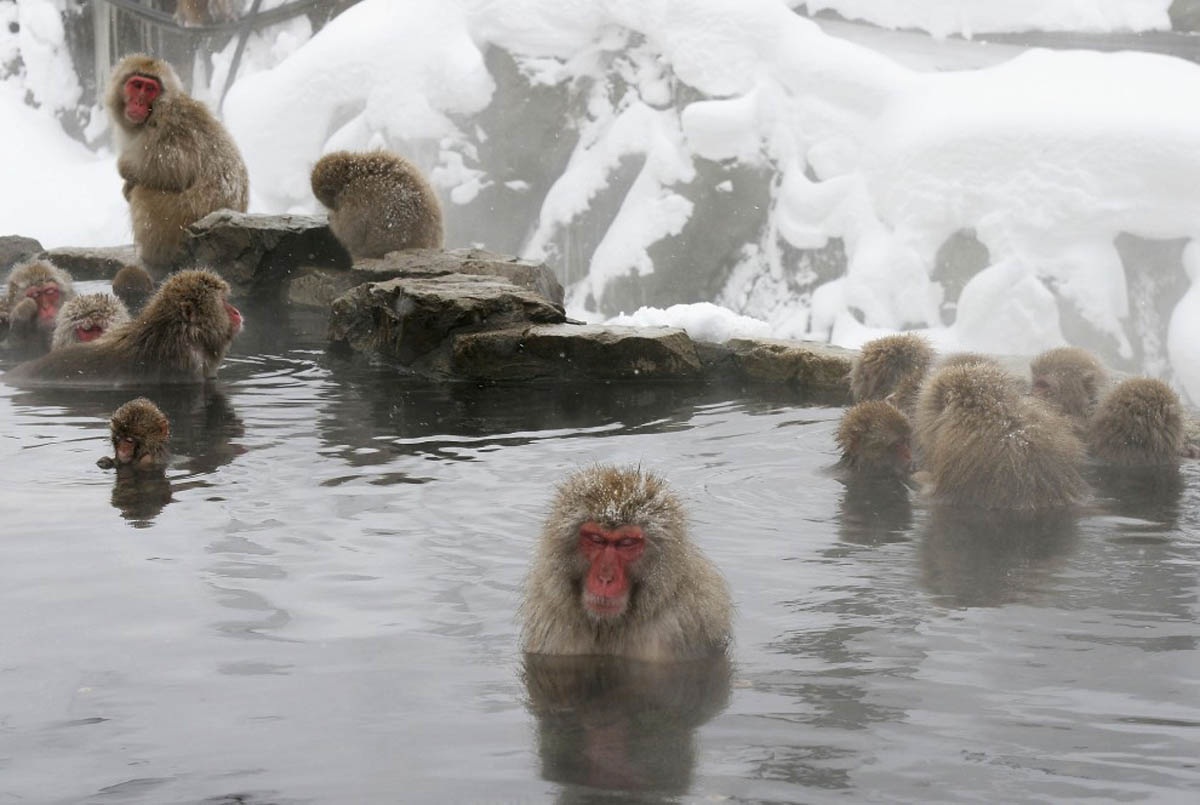 JIGOKUDANI, JAPAN - DECEMBER 27: A Japanese macaque monkies relaxes in the hot springs at Jigokudani-Onsen (Hell Valley) on December 27, 2005 in Jigokudani, Nagano Prefecture, Japan where the nation has been hit by record snowfall. Japanese Macaques, also