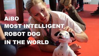 AiBO the most intelligent robot dog in the world