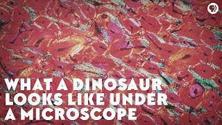 What a Dinosaur Looks Like Under a Microscope