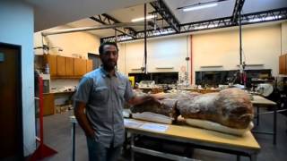 Самую крупную в мире кость динозавра выставили в музее аргентинского города Трелью