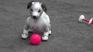 Sony Aibo robot dog