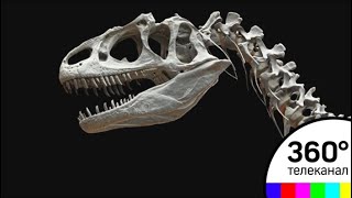 Кемеровские палеонтологи нашли крупную кость динозавра